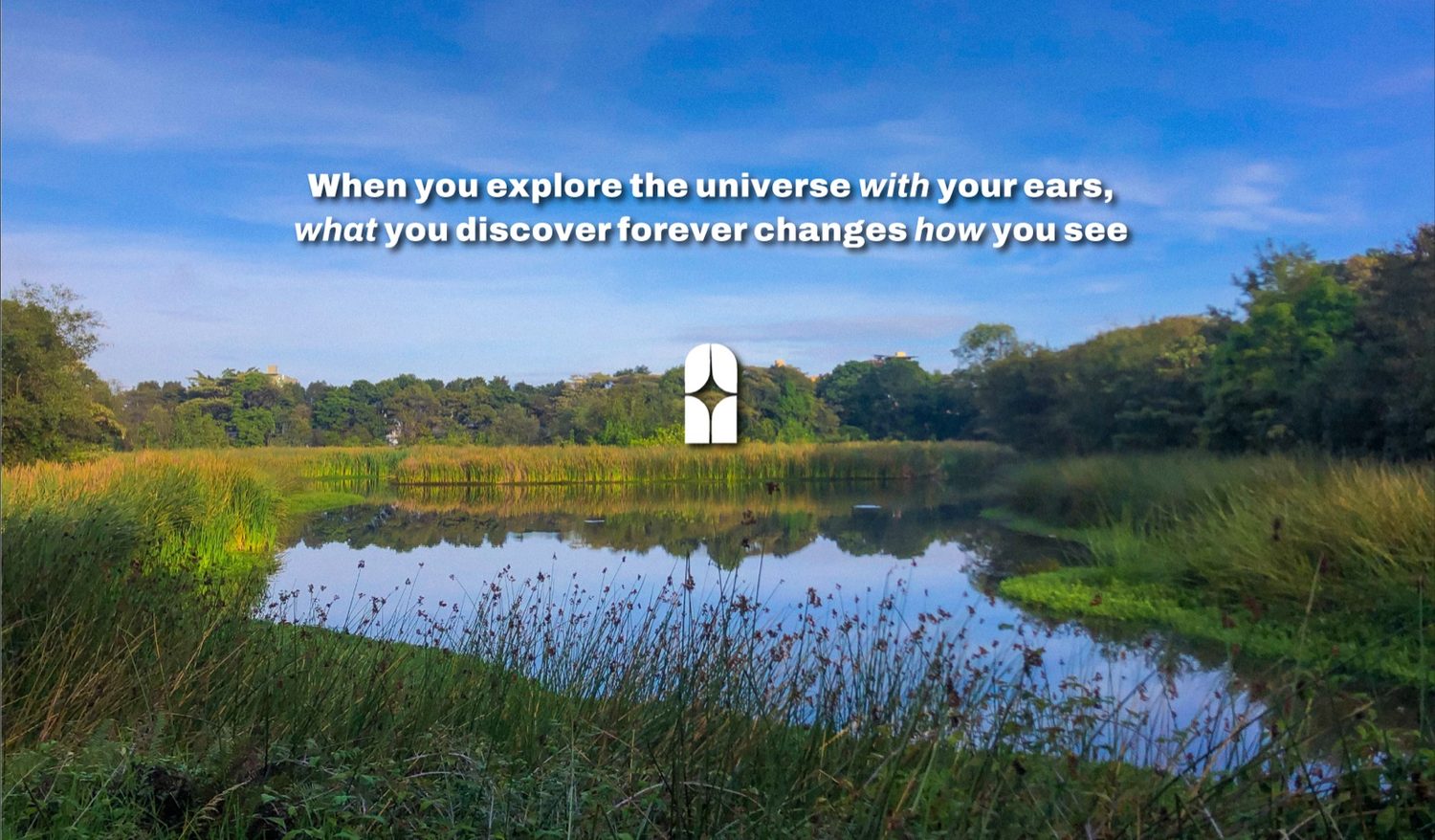PARALLAX — a wetland at dawn