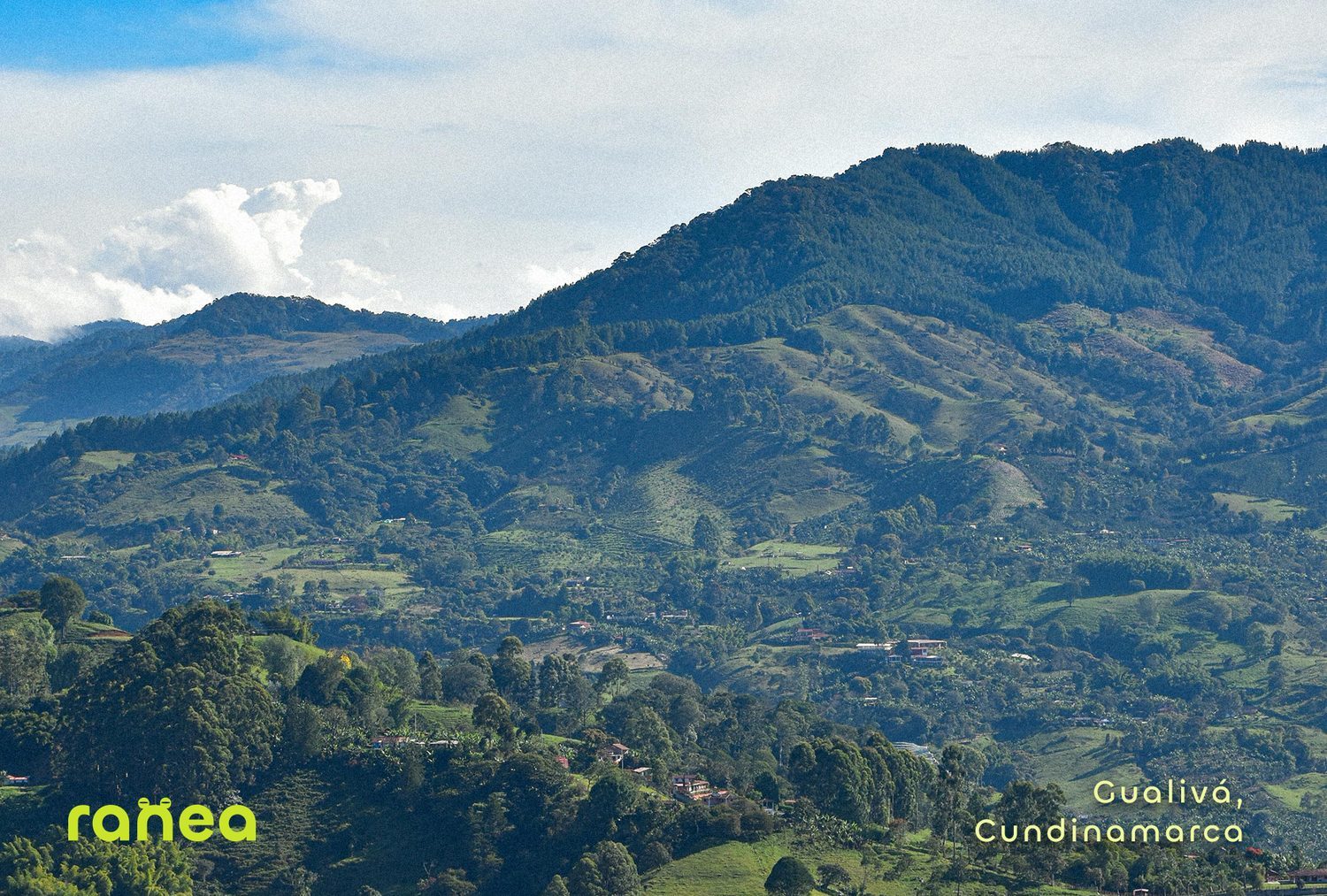 Postcard front: the green coffee mountains of the Eje Cafetero, RANEA wordmark.